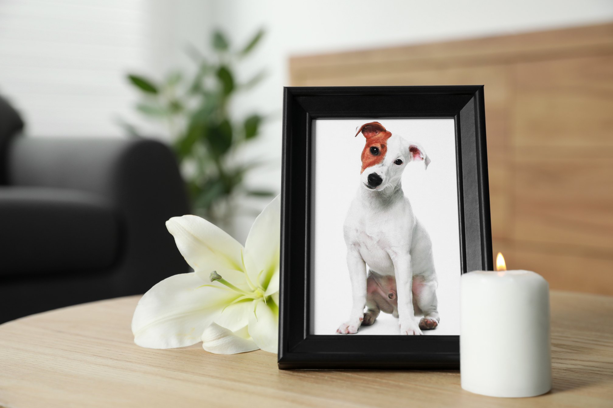 Pet Funeral. Frame with Picture of Dog, Burning Candle and Lily