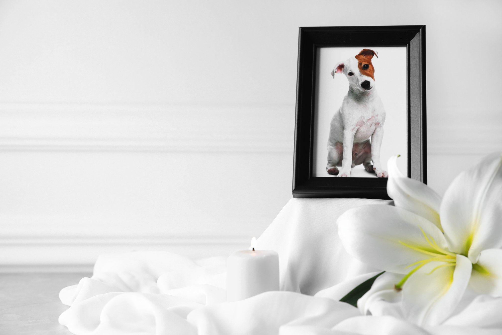 Pet Funeral. Frame with Picture of Dog, Burning Candle and Lily